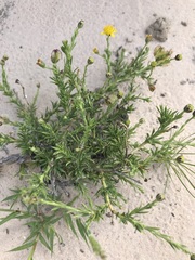 Osteospermum muricatum
