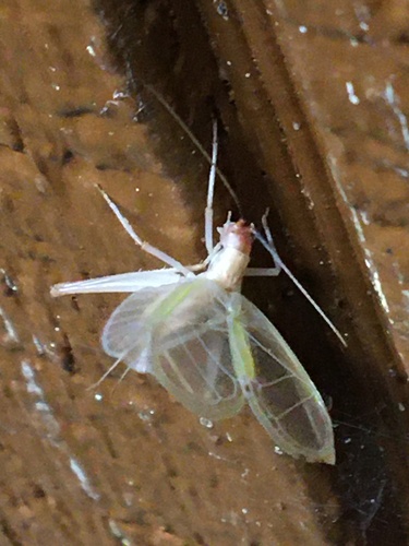 Texas Tree Cricket