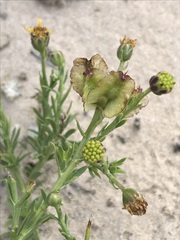 Osteospermum muricatum