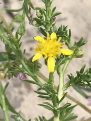 Osteospermum muricatum
