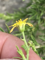 Osteospermum muricatum