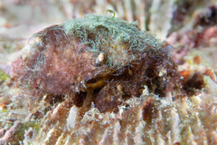 Pilumnus