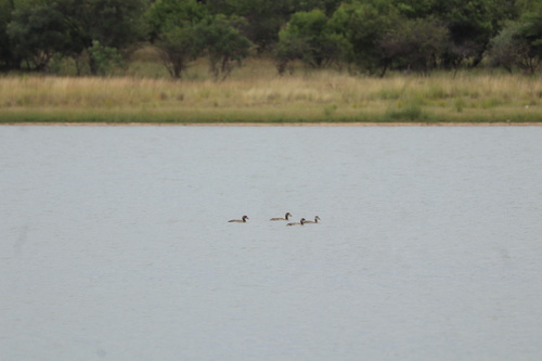 Southern Pochard (Netta erythrophthalma), photo 5
