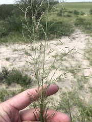 Eragrostis rotifer