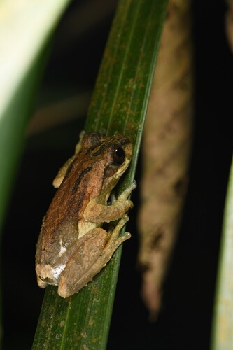 Vietnamese Bubble-nest Frog, Feihyla palpebralis