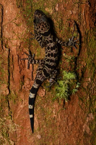 Bidoup Bent–toed Gecko, Cyrtodactylus bidoupimontis