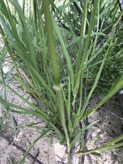 Eragrostis rotifer