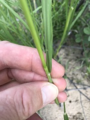 Eragrostis rotifer
