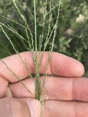 Eragrostis rotifer