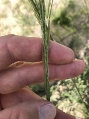 Eragrostis rotifer