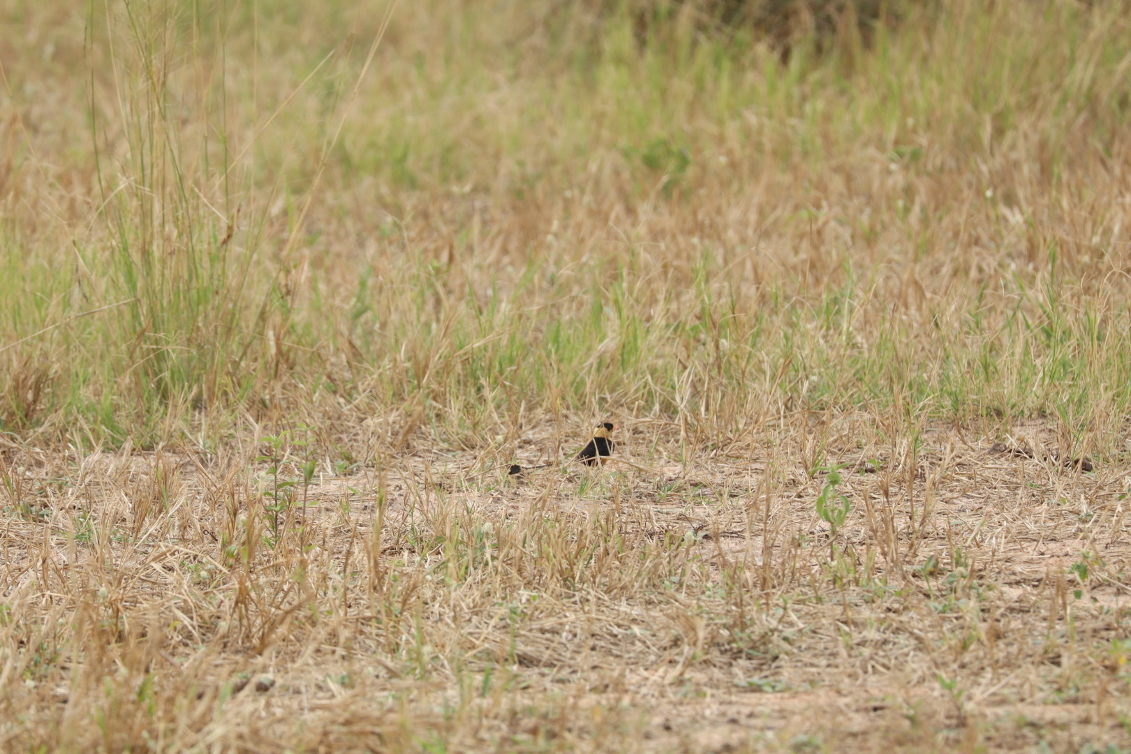 Shaft-tailed Whydah (Vidua regia), photo 3