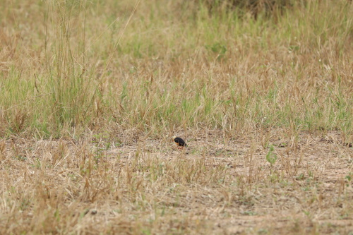 Shaft-tailed Whydah (Vidua regia), photo 4
