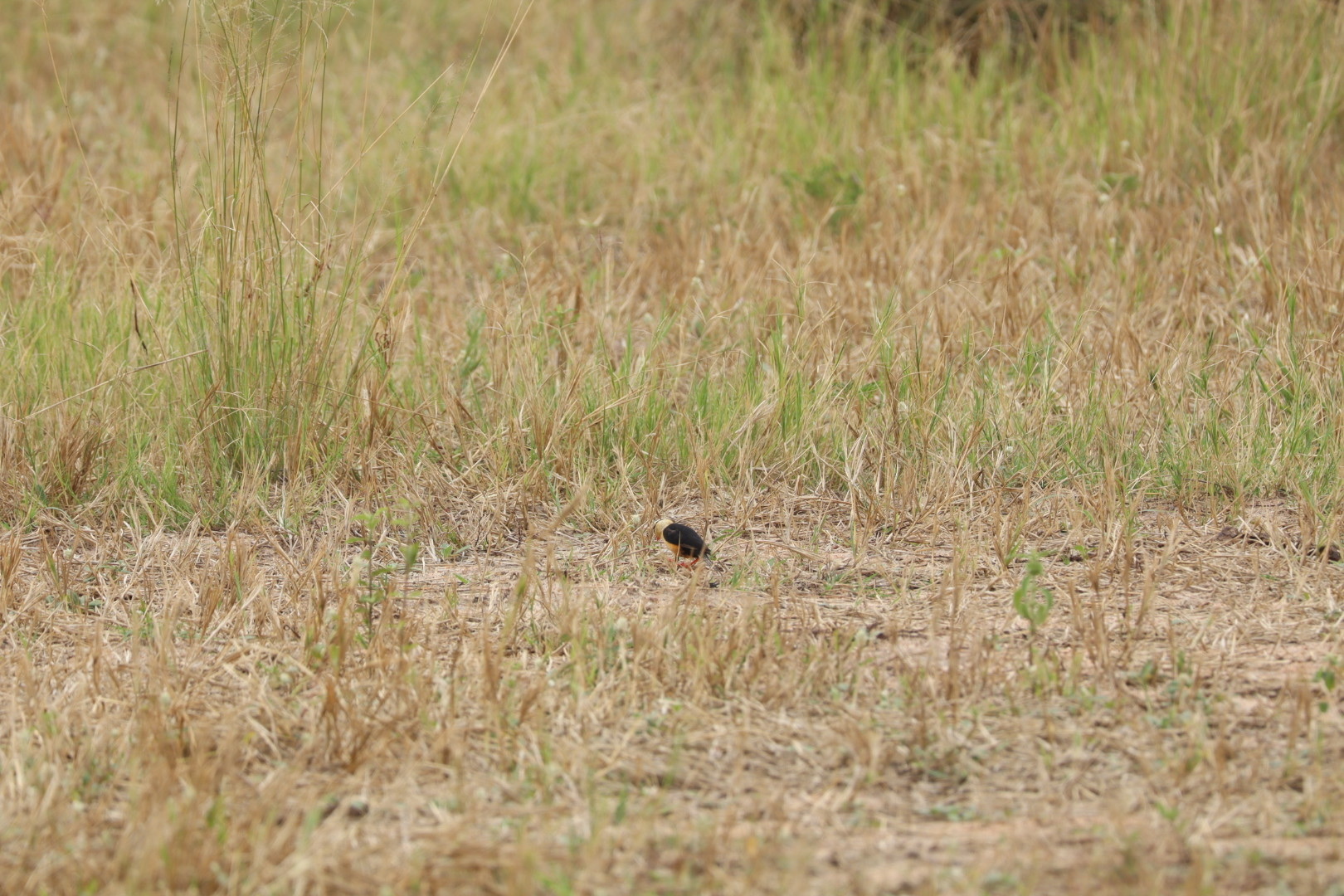 Shaft-tailed Whydah (Vidua regia), photo 4