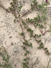 Talinum arnotii