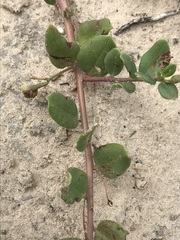 Talinum arnotii
