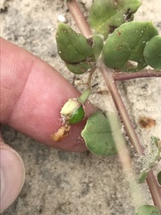 Talinum arnotii