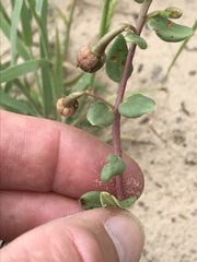 Talinum arnotii