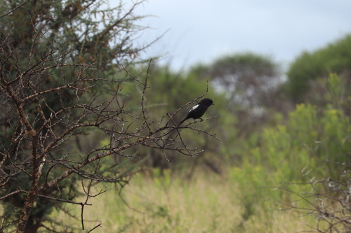 Magpie Shrike (Urolestes melanoleucus), photo 3
