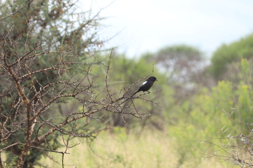 Magpie Shrike (Urolestes melanoleucus), photo 4