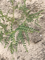 Phyllanthus loandensis