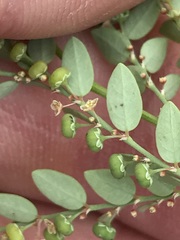 Phyllanthus loandensis