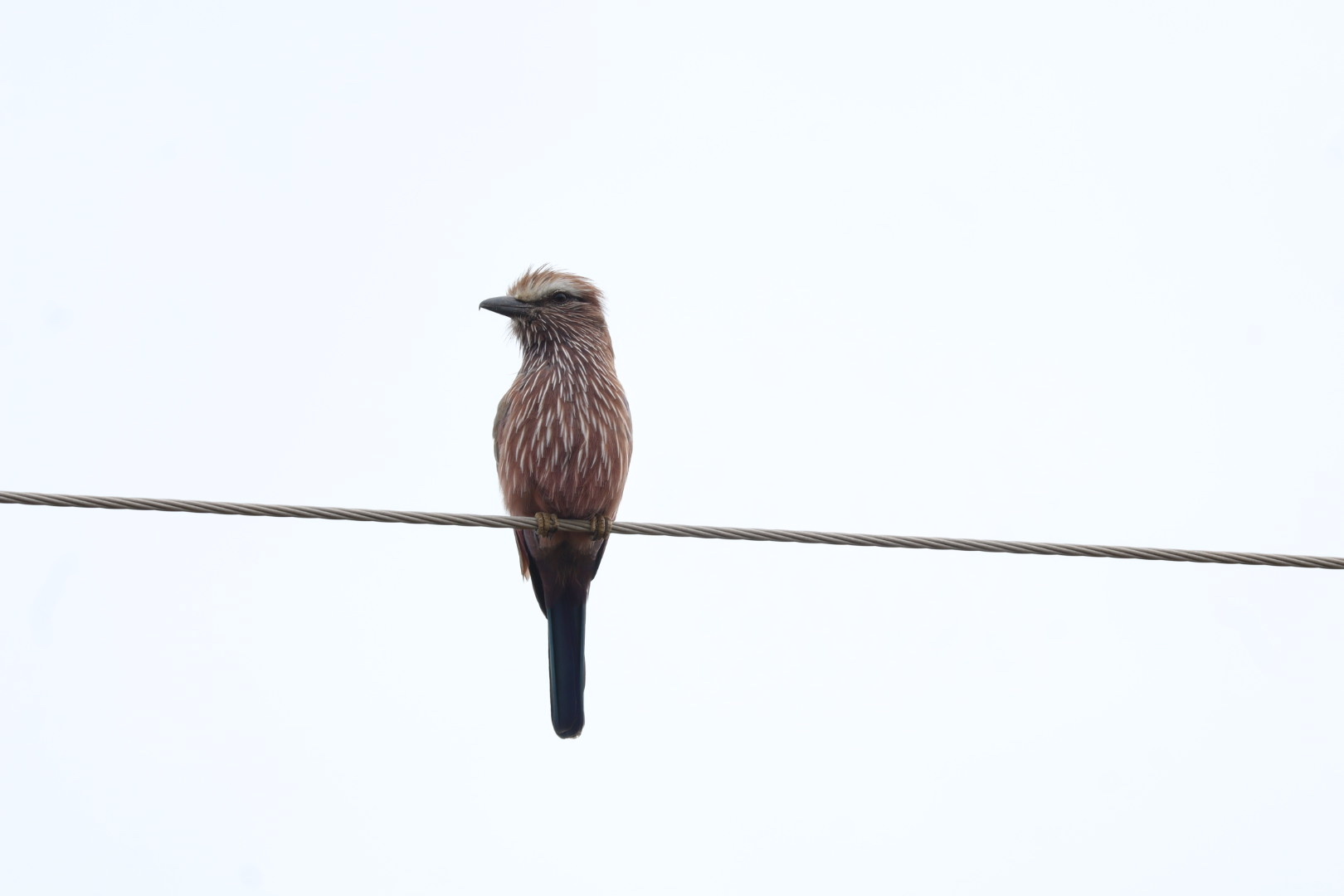 Purple Roller (Coracias naevius), photo 7