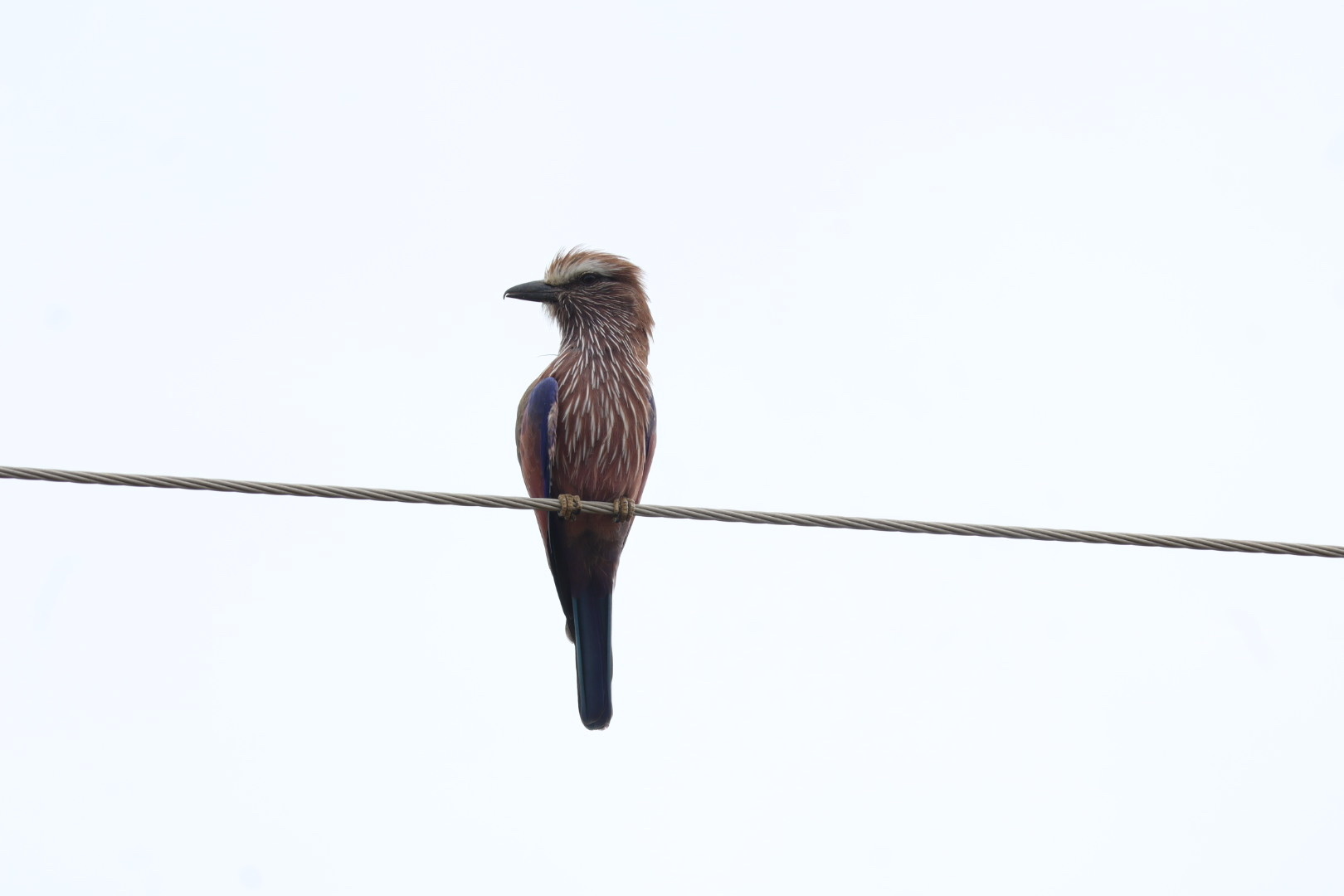 Purple Roller (Coracias naevius), photo 8