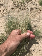 Stipagrostis obtusa