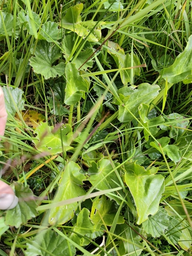 Caltha sagittata, photograph 3