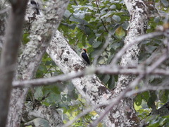 Melanerpes pulcher