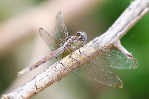 Band-winged Dragonlet