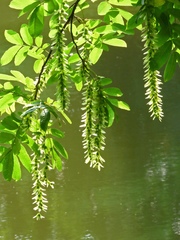 Pterocarya stenoptera