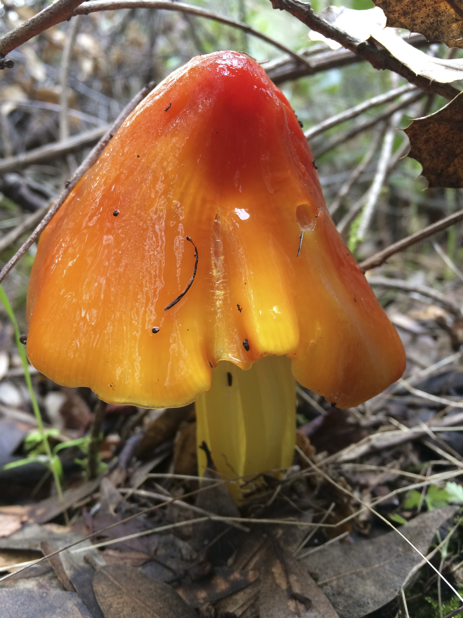 Hygrocybe singeri image