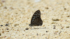 Graphium megarus