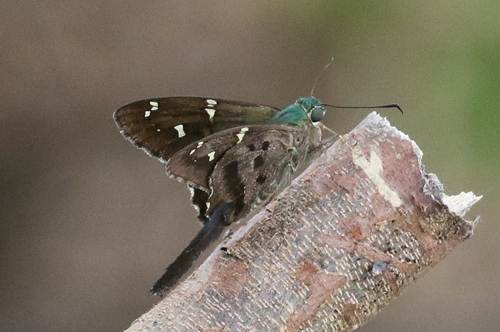 Long-tailed Skipper