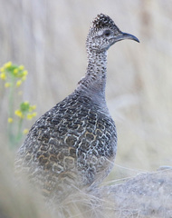 Ornate Tinamou photo 3
