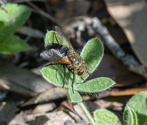 Unknown species found near Village At Western Oaks, Austin, TX, USA