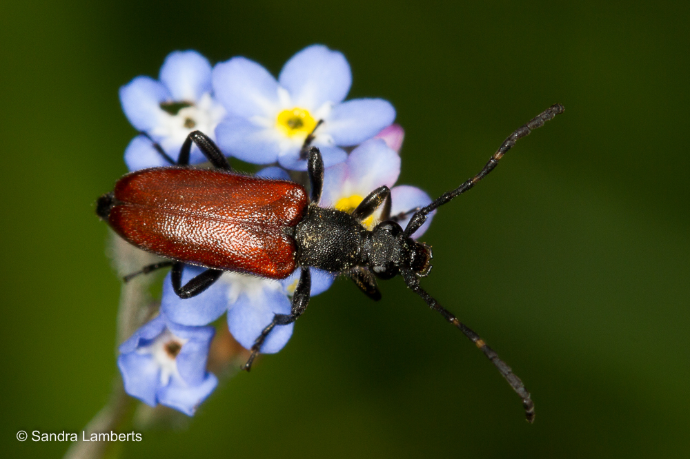Paracorymbia simplonica