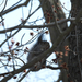 Eastern Gray Squirrel from Dutch Neck Rd, Smyrna, DE, US on March 13, 2026 at 11:55 AM by thebirddude200