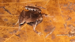 Microhyla achatina