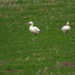 Snow Goose from Smyrna, DE, US on March 13, 2026 at 12:16 PM by thebirddude200