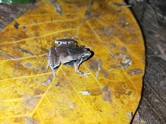 Microhyla achatina