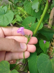 Ipomoea triloba