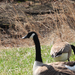 Canada Goose from Road 329, Smyrna, DE, US on March 13, 2026 at 12:04 PM by thebirddude200