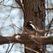 Downy Woodpecker from Parson Point Trail, Smyrna, DE, US on March 13, 2026 at 11:57 AM by thebirddude200