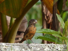 Sporophila crassirostris