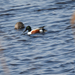 Northern Shoveler from Smyrna, DE, US on March 13, 2026 at 11:48 AM by thebirddude200