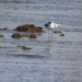 American Avocet from Kent County, US-DE, US on March 13, 2026 at 11:17 AM by thebirddude200