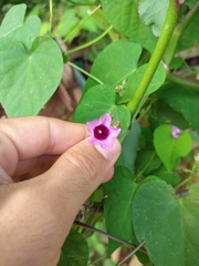 Ipomoea triloba