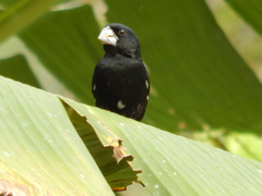 Sporophila crassirostris